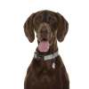 Load image into Gallery viewer, Neoprene Dog Collar Benji Blue/Grey
