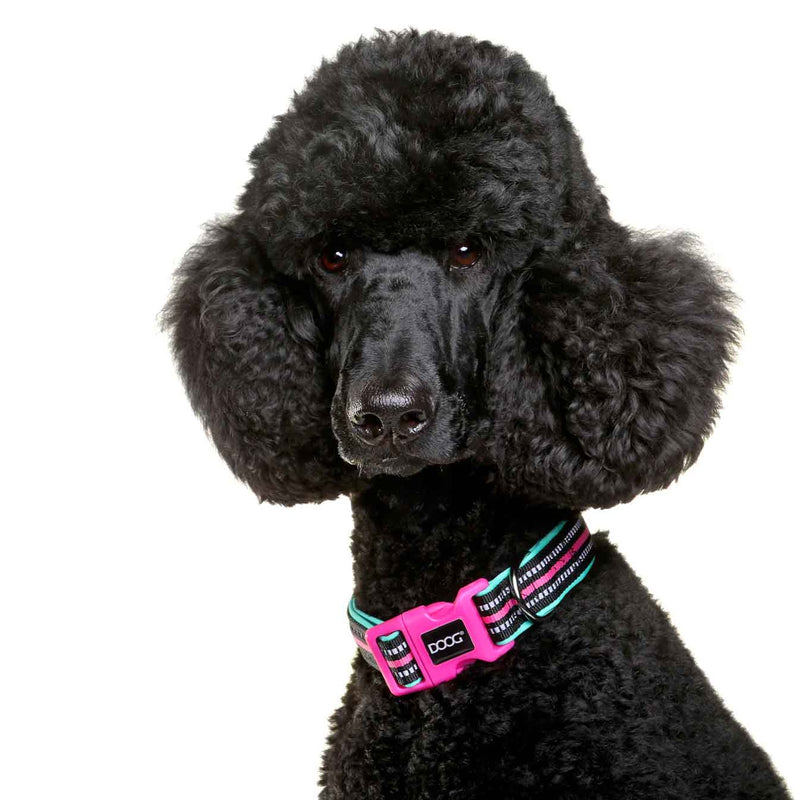 Load image into Gallery viewer, Neoprene Dog Collar Rin Tin Tin Neon Pink/Black/Teal
